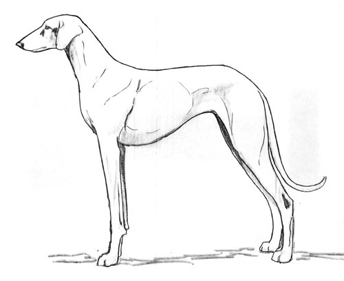 UKC Breed Standards: Azawakh