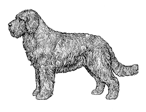 UKC Breed Standards: Barbet