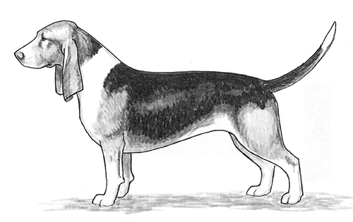 UKC Breed Standards: Basset Artesien Normand