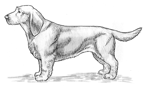 UKC Breed Standards: Basset Fauve de Bretagne