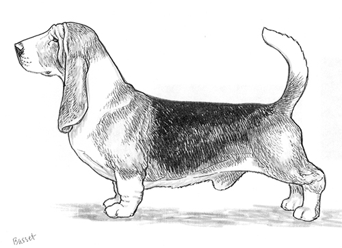 UKC Breed Standards: Basset Hound