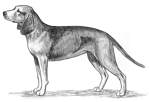 UKC Breed Standards: Bavarian Mountain Hound