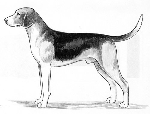 UKC Breed Standards: Beagle Harrier