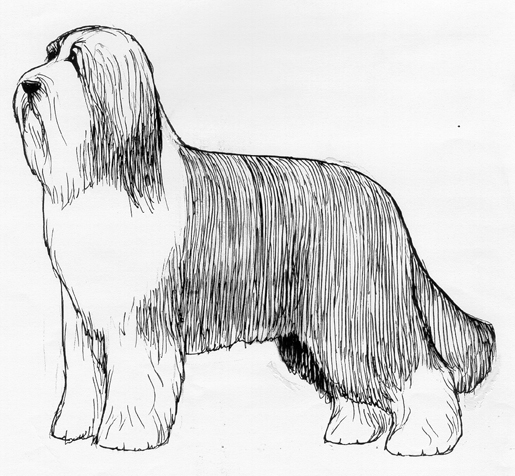 Collie sales breed standard