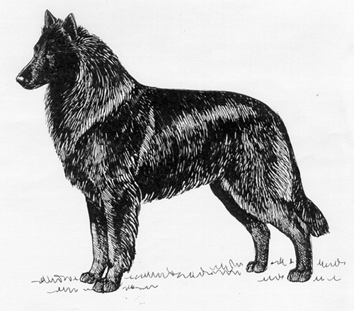 Belgian Shepherd Dog Groenendal