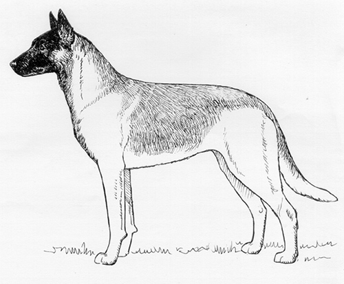 Belgian Shepherd Dog Malinois