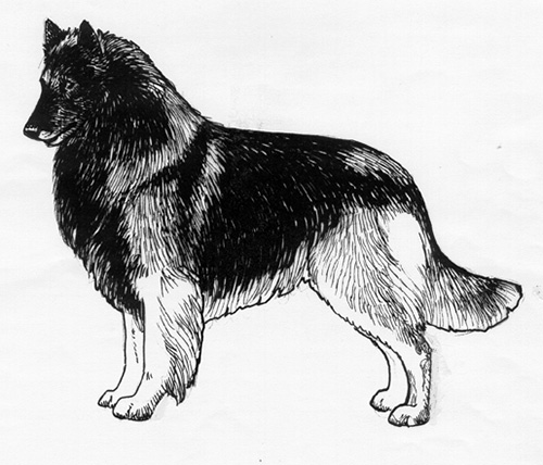 Belgian Shepherd Dog Tervueren