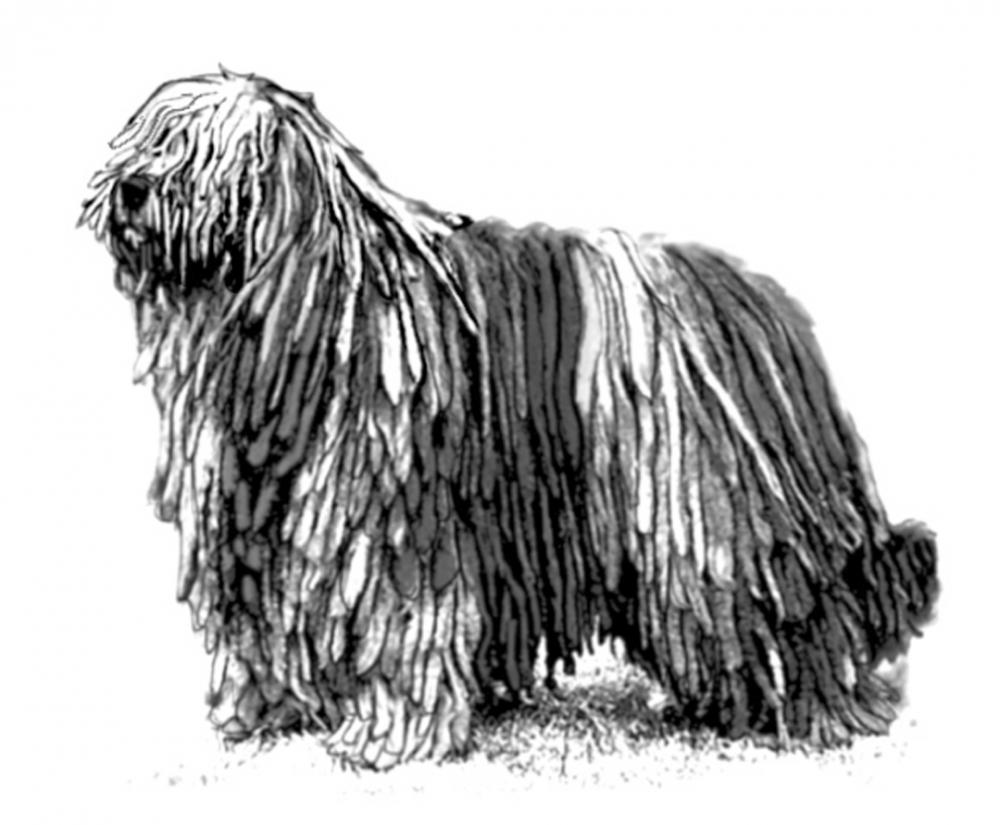 UKC Breed Standards: Bergamasco