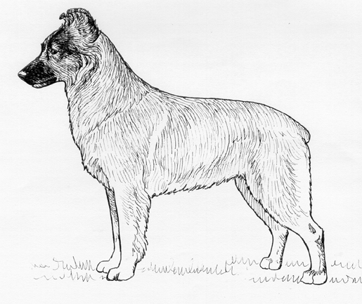 UKC Breed Standards: Berger des Pyrenees