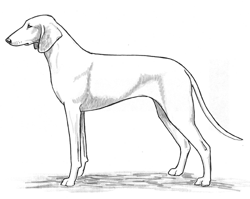 UKC Breed Standards: Billy