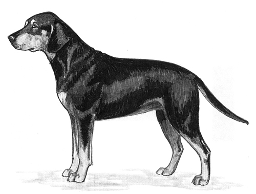 UKC Breed Standards: Black Forest Hound