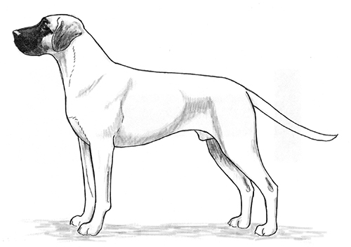 UKC Breed Standards: Black Mouth Cur