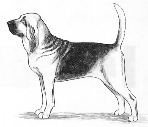 UKC Breed Standards: Bloodhound