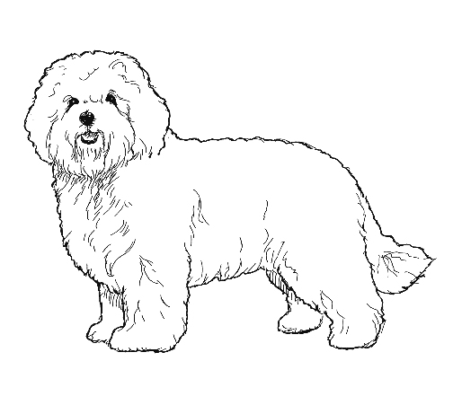 UKC Breed Standards: Bolognese