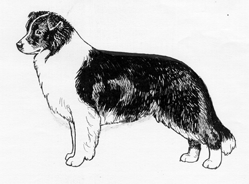 UKC Breed Standards: Border Collie