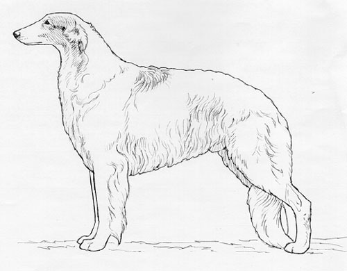 UKC Breed Standards: Borzoi