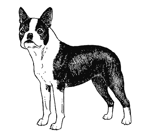 UKC Breed Standards: Boston Terrier