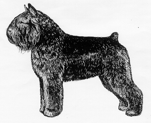 bouvier des flandres