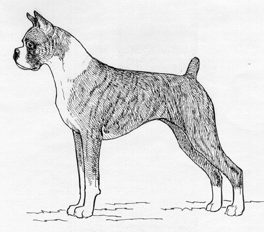 UKC Breed Standards: Boxer