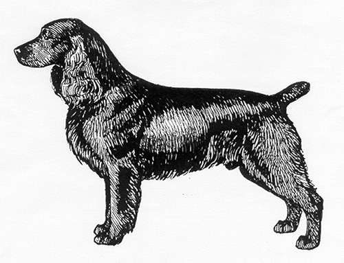 UKC Breed Standards: Boykin Spaniel