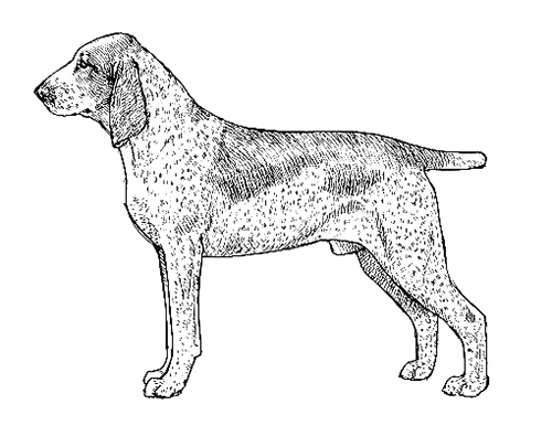 UKC Breed Standards: Bracco Italiano