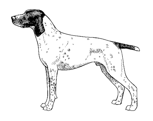 UKC Breed Standards: Braque d'Auvergne