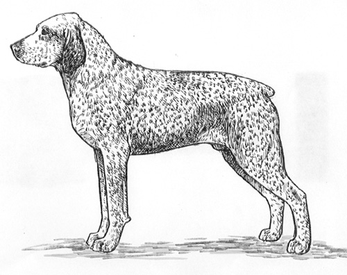 UKC Breed Standards: Braque de Bourbonnais