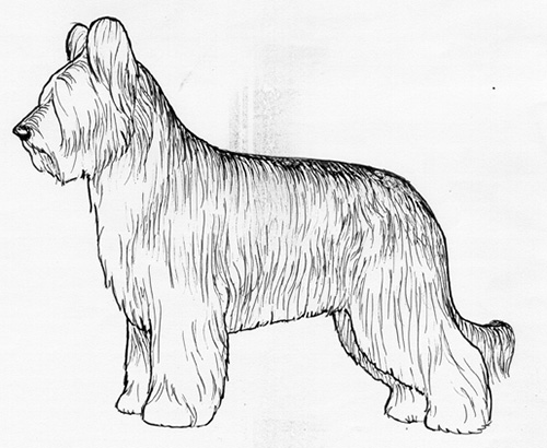 UKC Breed Standards: Briard