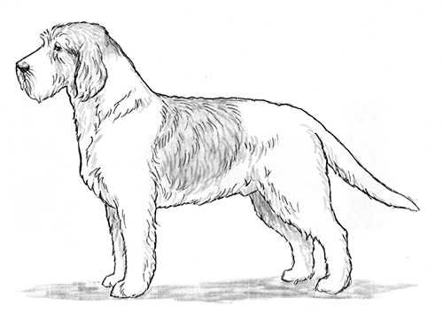 UKC Breed Standards: Briquet Griffon Vendeen