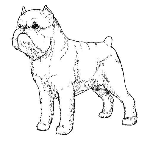 UKC Breed Standards: Brussels Griffon