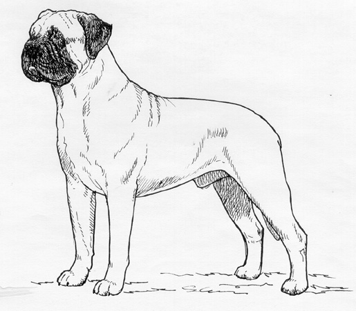 UKC Breed Standards: Bullmastiff