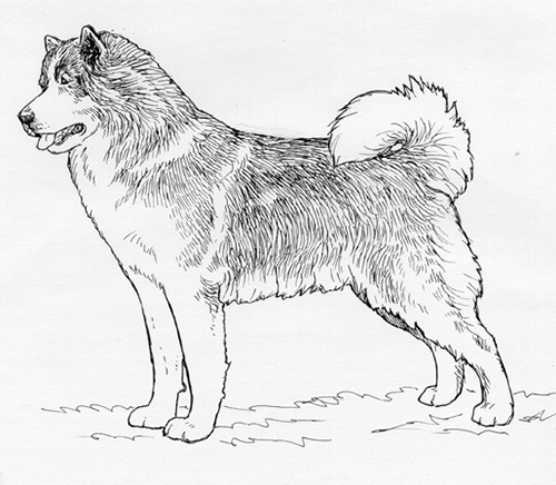 UKC Breed Standards: Canadian Eskimo Dog