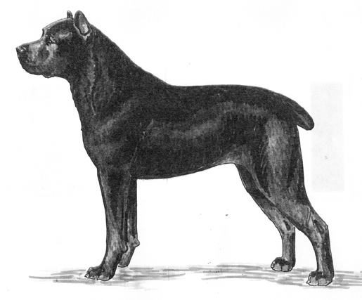 UKC Breed Standards: Cane Corso Italiano