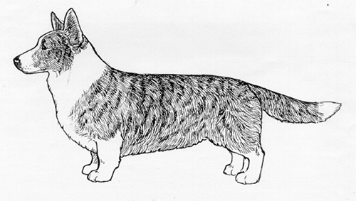 UKC Breed Standards: Cardigan Welsh Corgi