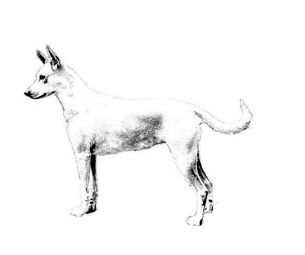 UKC Breed Standards: Carolina Dog