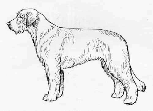 UKC Breed Standards: Catalonian Sheepdog