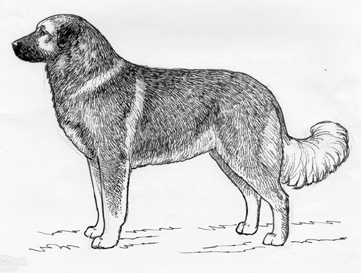 Caucasian Shepherd Weight Chart