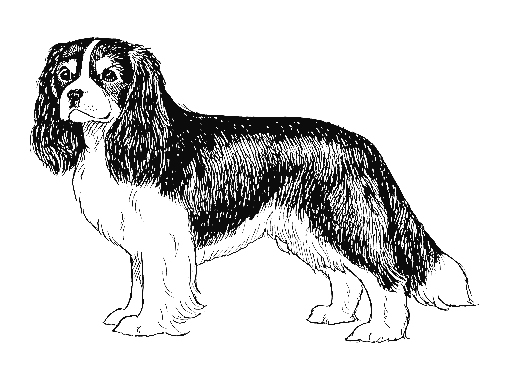 UKC Breed Standards: Cavalier King Charles Spaniel