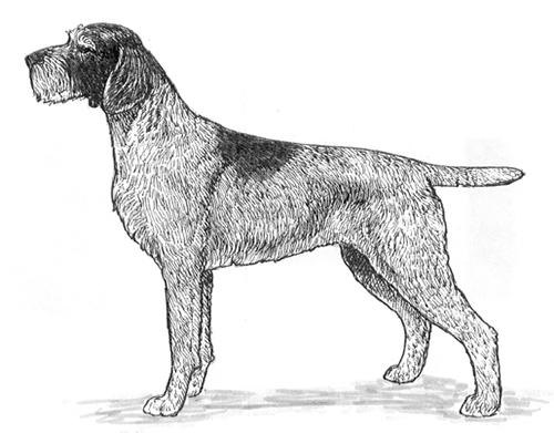 UKC Breed Standards: Cesky Fousek