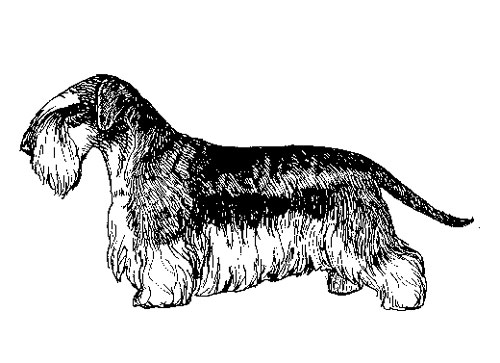 UKC Breed Standards: Cesky Terrier