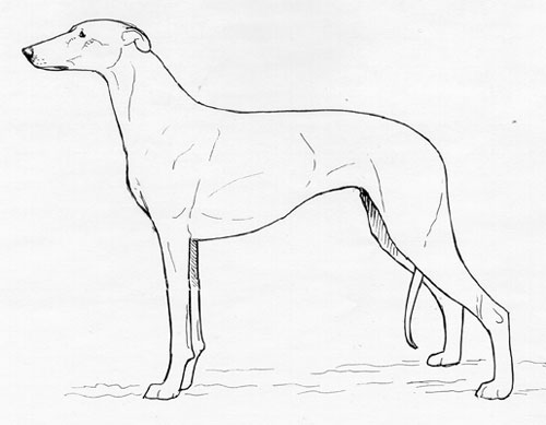 UKC Breed Standards: Chart Polski (Polish Greyhound)