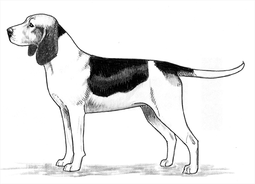 UKC Breed Standards: Chien d’Artois