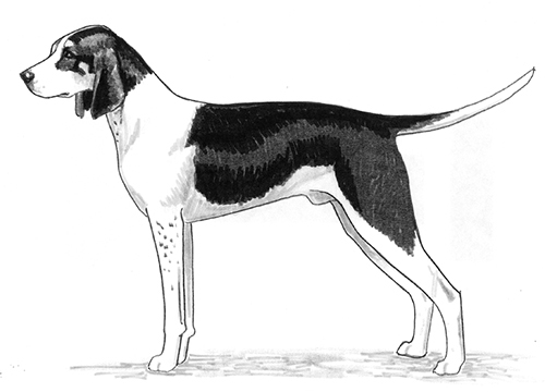 UKC Breed Standards: Chein Francais Blanc et Noir