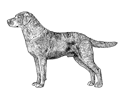 Black chesapeake bay best sale retriever