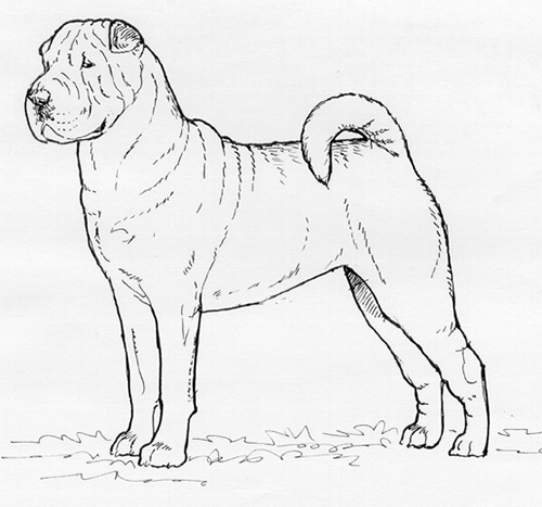 UKC Breed Standards: Chinese Shar Pei