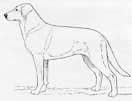 UKC Breed Standards: Chinook