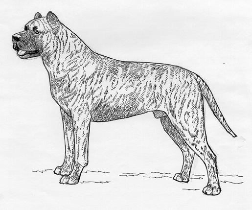 UKC Breed Standards: Cimarron Uruguayo