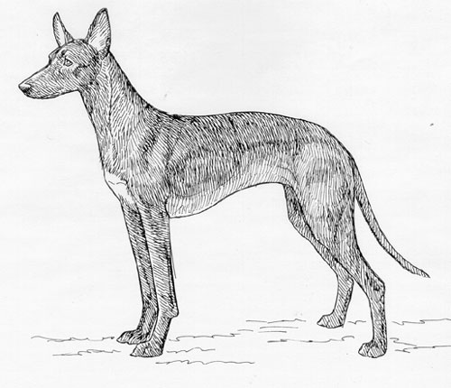 UKC Breed Standards: Cirneco Dell'Etna