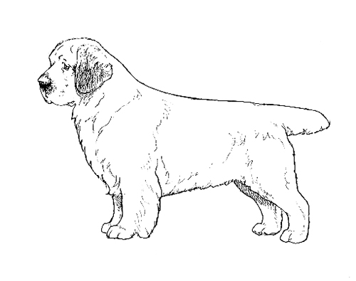 UKC Breed Standards: Clumber Spaniel