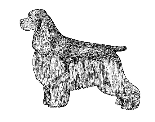 UKC Breed Standards: Cocker Spaniel